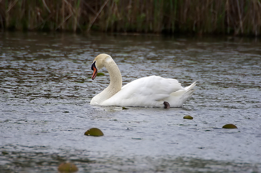 Mute Swan